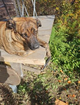 Hundewelpen aus dem Harz - Bad Grund (Harz)