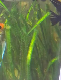 Fische zu verkaufen - Mespelbrunn