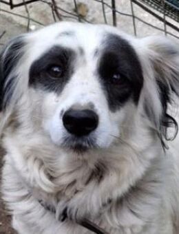 Marabou, geb. ca. 12/2023, GRIECHENLAND - Euskirchen