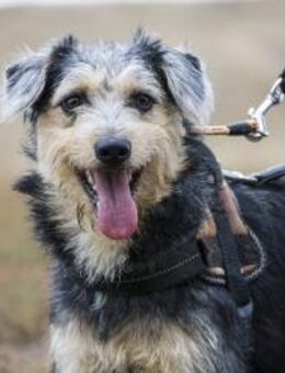 Pitypang bedeutet Pusteblume - Puchheim