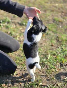 Avarka wünscht sich ein Kuschelkörbchen - Nordwalde