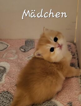 BKH kitten golden shaded mit Stammbaum - Bonn Tannenbusch