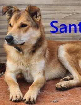 Santo Junghund sucht seine Couch 02/24 E - Ruppertsecken