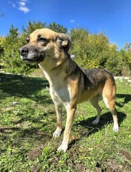 Schäfi-Mix Roxy - Ellerbek