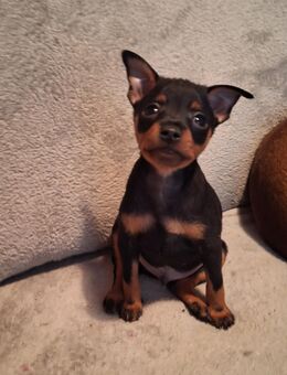 Zwergpinscher Welpen - Velbert