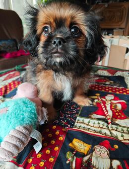 Shitzu Welpen suchen neue Zuhause - Wolpertshausen