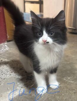 4 Maincoon Perser mix kitten suchen Zuhause - Remda-Teichel