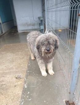 Boris, Riesenschnauzer (geb. ca. 2021) - Pegnitz