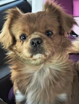 Pepino - Weilmünster