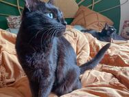 Polly - Europäische Kurzhaar - 10 Jahre - Tierhilfe Franken e.V. - Lauf (Pegnitz) Zentrum