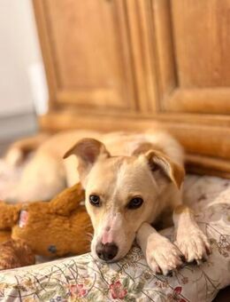 Monty- sucht sportliche Menschen - Kallmünz