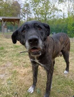 Seniorin Maxi sucht weiches Körbchen - Schnarup-Thumby