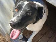 ❣️fröhlicher Schmusehund Ted❣️ - Eislingen (Fils)