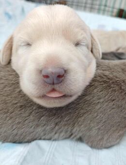 Labrador Welpen - Visselhövede