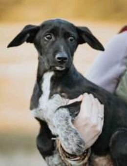 Zuhause gesucht für Tayvo - München