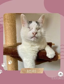 Kater Amiro liebt seine Menschen sehr - Oberschneiding