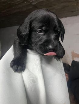 Wunderschöne Hundewelpen ab dem 05.01.2025 abzugeben – Labrador-Pointer-Mix x reinrassiger Border Collie - Burkau