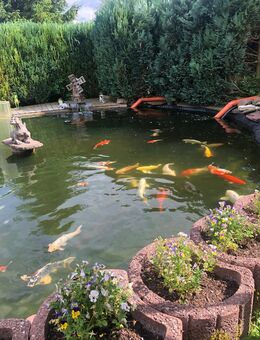 Trommelfilter+Pumpen System / Teich und Koi‘s - Georgenthal