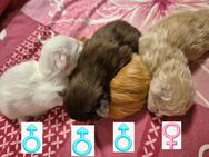 Reinrassige Maine Coon Baby's! - Tittling