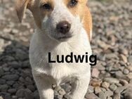 Welpe Ludwig sucht sein Zuhause - Neuhausen (Fildern)