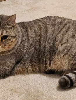 Britisch Kurzhaar in silber getigert - Kerken