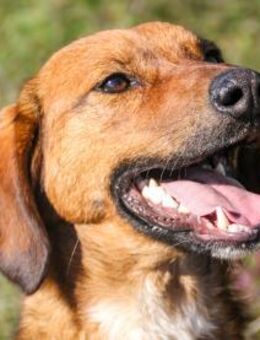 Dario wartet auf seine Herzensmenschen - Schwabach