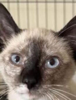 Ariel sucht dringend eine Familie - Lenzen (Elbe) Zentrum