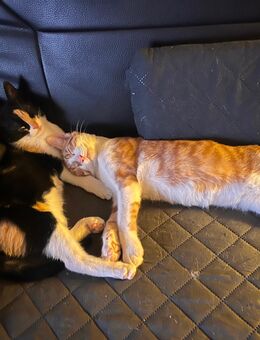 2 süße Katzen / Kitten suchen liebevolles Zuhause - Hirschau