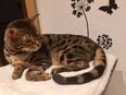 Bengal Kater in 06712