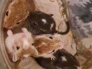 Rennmaus Gerbil Nachwuchs darf in eigenes Zuhause ziehen - Weinheim