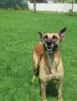 Scobby - Neubrunn (Bayern)