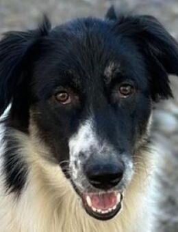 Lady, geb. ca. 12/2023, GRIECHENLAND - Markdorf