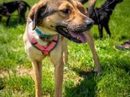 Nena sucht dringend ES/PS ab Juni - Berlin