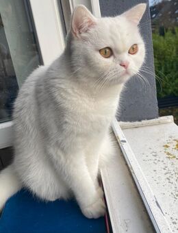 Süße Katze zu Verkaufen - Pinneberg Zentrum