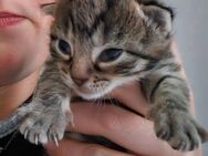 Katzenbaby männlich zu vermitteln - Leinach