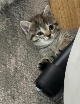 Bkh kitten ♥️ - Garbsen
