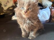 XXL Maine Coon Kitte - Wartmannsroth