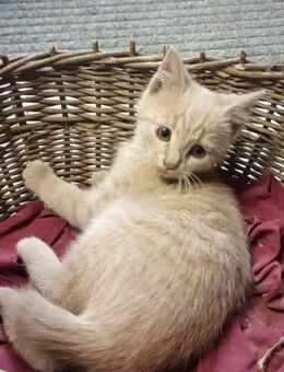 Junger Kater - Stubenberg