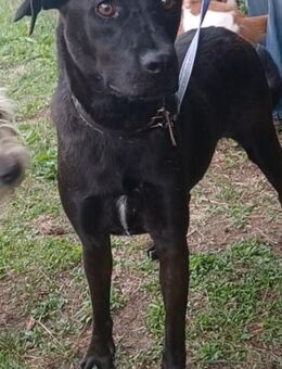 FARAH 💜 liebenswert & schmusebedürftig - Herxheim (Landau)