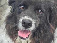 Chicco - ein super freundlicher Hund - Willich
