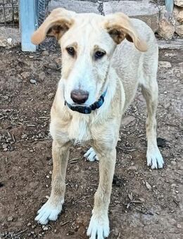 Blaumuth sucht seinen Menschen - Völklingen
