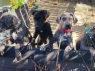 Wunderschöne Cane Corso Welpen - Bissingen