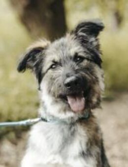 Zuhause gesucht für Dobby - München