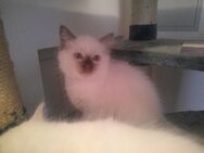 HEILIGE BIRMA KITTEN SOFORT ABGABEBEREIT Katerchen - Mehrstetten