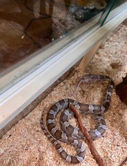 Kornatter mit Terrarium zum Verkauf - Oppenheim Zentrum