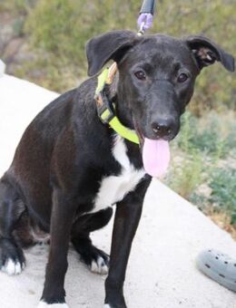 DELA - sucht Familie für immer...... - Kempen