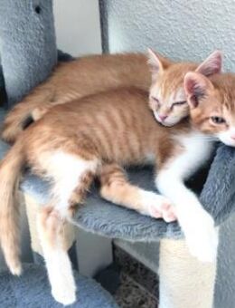 Katzengeschwister Luke & Leia suchen - Karlsruhe