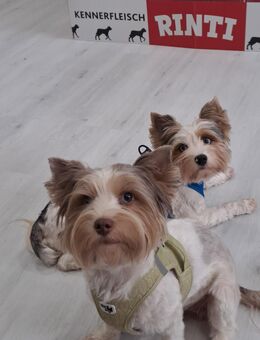 Yorkshire Terrier Welpen - Geretsried