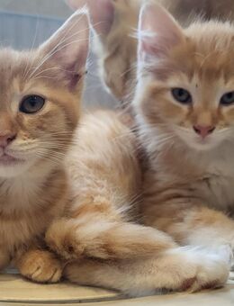 2 kleine Mix Kater - Bad Liebenwerda