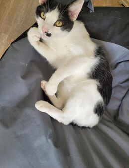 Suche Katze/Kater - Bad Harzburg